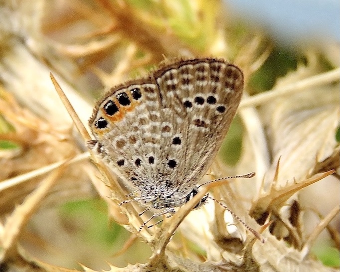 grass jewel